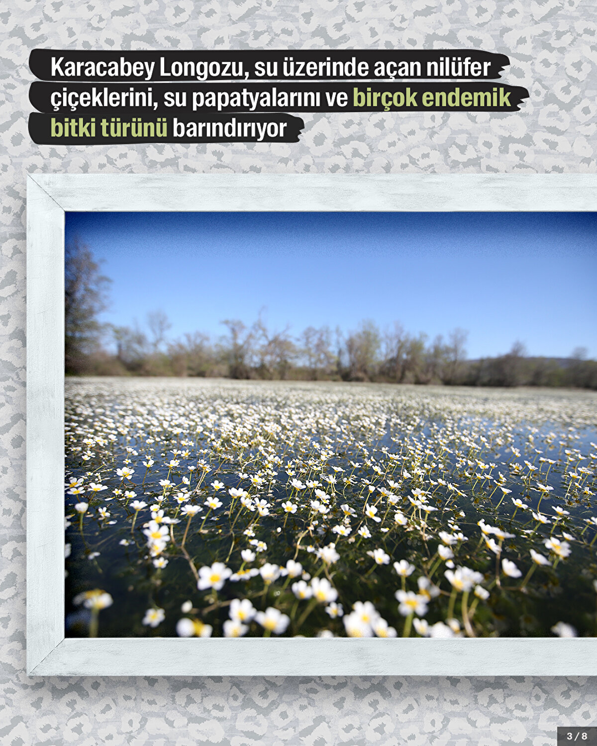 Karacabey Longozu, su üzerinde açan nilüfer çiçeklerini, su papatyalarını ve birçok endemik bitki türünü barındırıyor.