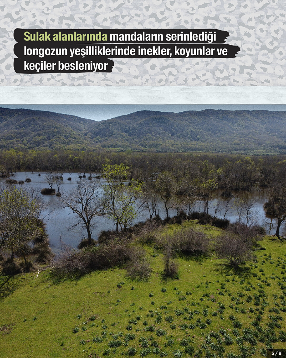 Sulak alanlarında mandaların serinlediği longozun yeşilliklerinde inekler, koyunlar ve keçiler besleniyor.