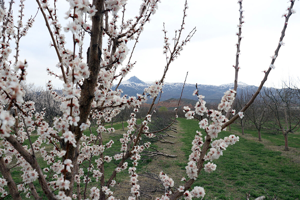 Baharın gelişiyle beyaz çiçeklerle bezenen bahçeler, fotoğrafçılar ve doğaseverler tarafından da sıkça ziyaret ediliyor.