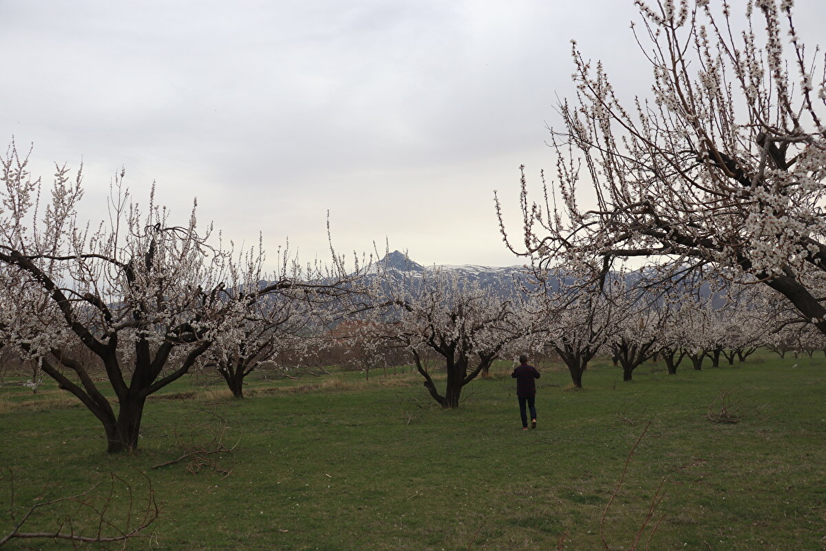 Iğdır Fotoğraf Gezi Kültür ve Doğa Kulübü üyesi fotoğrafçı Harun Cengiz, AA muhabirine, kayısı bahçelerindeki ilkbahar güzelliğini fotoğrafladıklarını söyledi.<br>