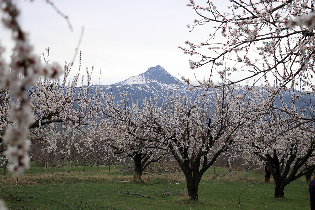 Baharda çiçek açan kayısı bahçelerinin çok güzel göründüğünü ifade eden Cengiz, "Doğaseverlerin bu mevsimde gelip kayısı ağaçlarının Tekelti Dağı ile birlikte gelinlik giymiş, süslenmiş halini görmelerini tavsiye ederim." dedi.<br>
