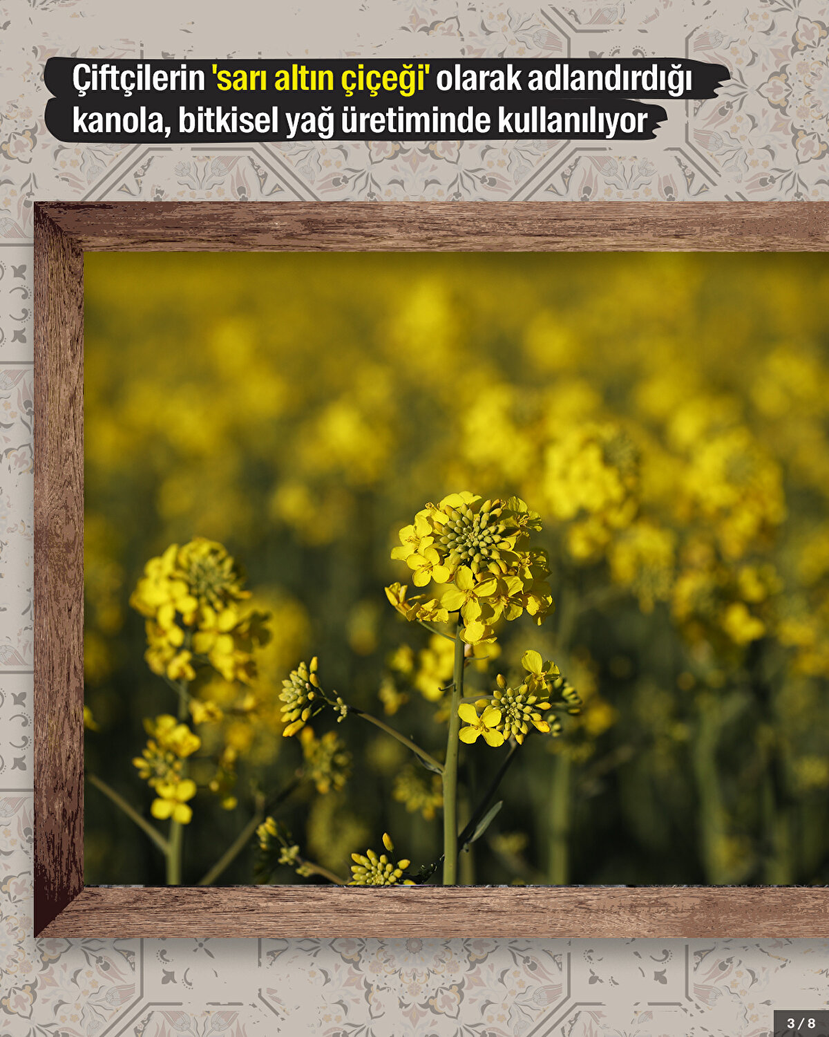 Çiftçilerin 'sarı altın çiçeği' olarak adlandırdığı kanola, bitkisel yağ üretiminde kullanılıyor.