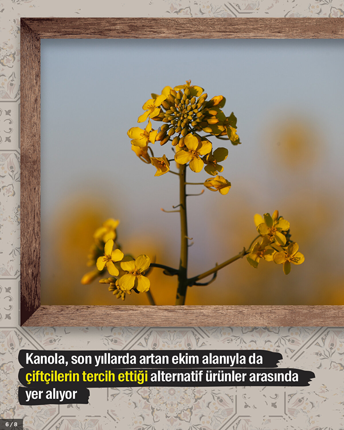 Kanola, son yıllarda artan ekim alanıyla da çiftçilerin tercih ettiği alternatif ürünler arasında yer alıyor.