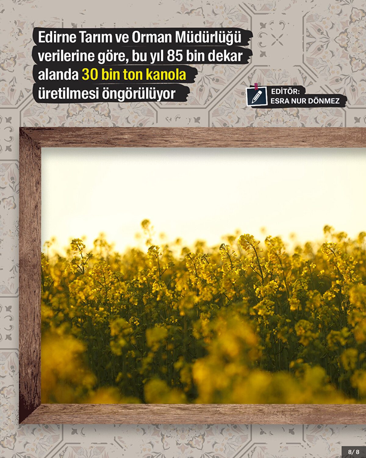 Edirne Tarım ve Orman Müdürlüğü verilerine göre, bu yıl 85 bin dekar alanda 30 bin ton kanola üretilmesi öngörülüyor.