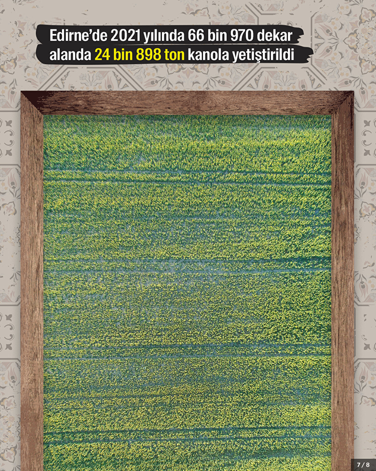 Edirne’de 2021 yılında 66 bin 970 dekar alanda 24 bin 898 ton kanola yetiştirildi.