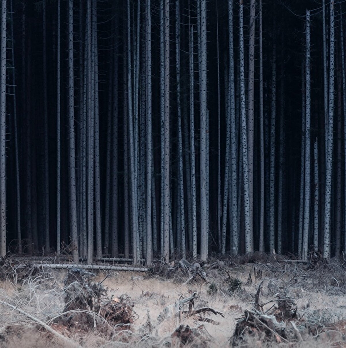 Lorenzo Poli -  Dünya'da Yaşam