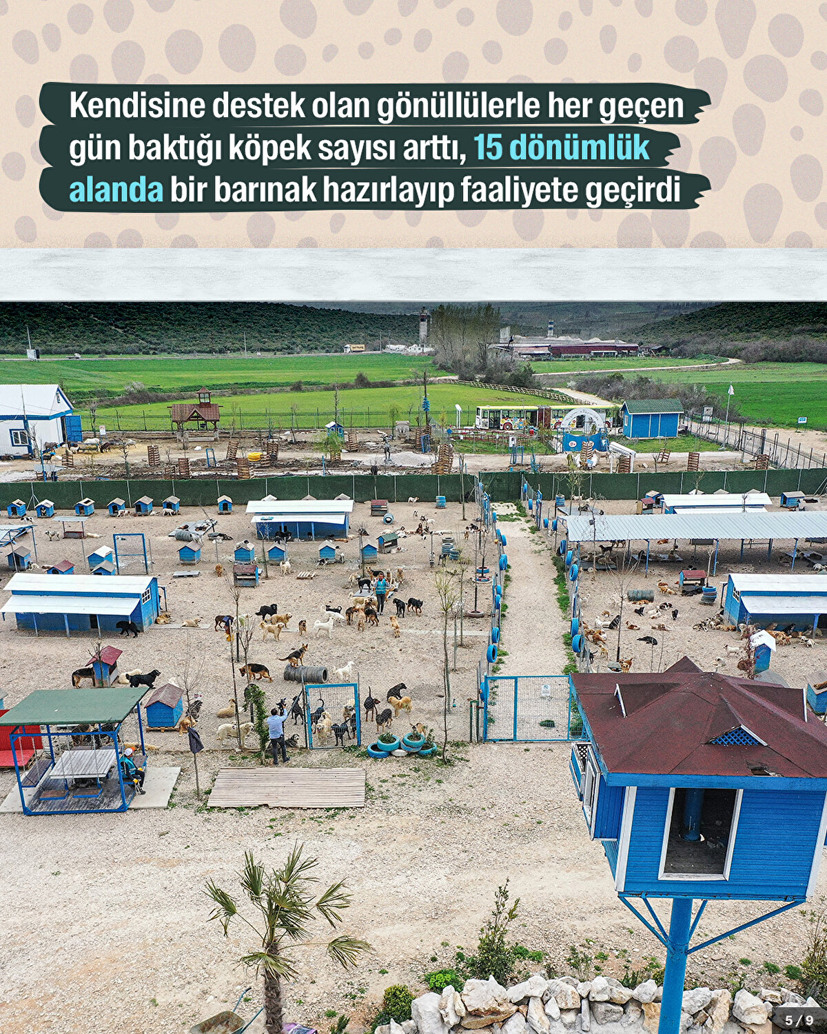 Kendisine destek olan gönüllülerle her geçen gün baktığı köpek sayısı arttı, 15 dönümlük alanda bir barınak hazırlayıp faaliyete geçirdi.