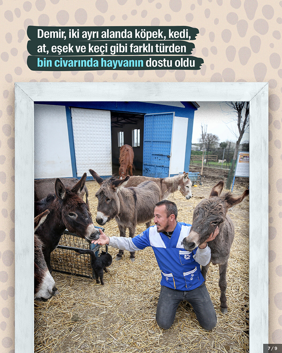 Demir, iki ayrı alanda köpek, kedi, at, eşek ve keçi gibi farklı türden bin civarında hayvanın dostu oldu.