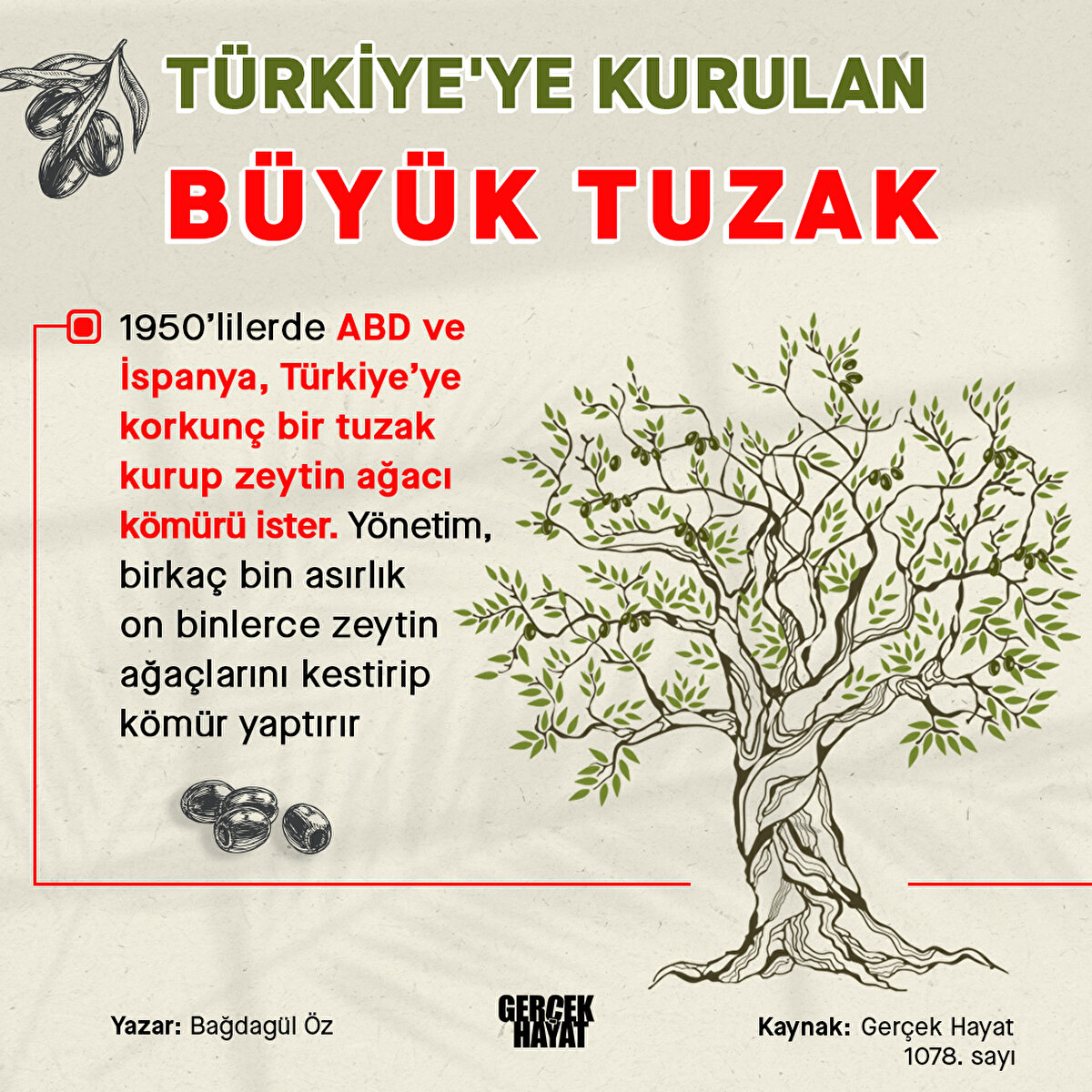 On binlerce zeytin ağa&#231;larını kestirip k&#246;m&#252;r yaptırdılar