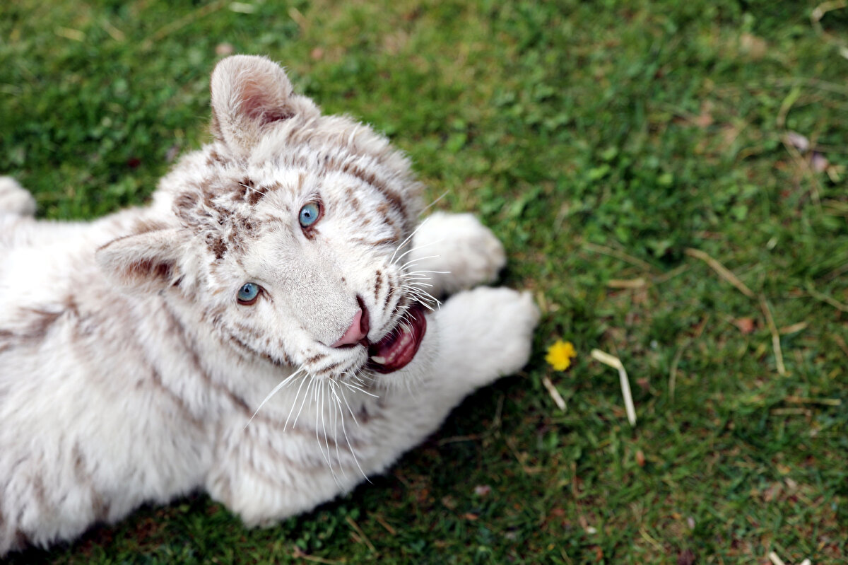 'KARTOPU' BİBERON İLE BESLENİYOR<br>Kaplan yavrusu, sağlık kontrolleri ve tedavisinin ardından yeni yuvasına alındı. Bakıcıları tarafından özenle bakılan, tavuk eti ve süt ile beslenen kaplan yavrusunun tanıtımı için Büyükşehir Belediye Başkanı Fatma Şahin'in katılımı ile Gaziantep Hayvanat Bahçesi'nde tören düzenlendi. Yavru kaplana vatandaşlarla yapılan anket sonucunda bu yıl yaşanan yoğun kar yağışından esinlenerek 'Kartopu' ismi konulduğunu ifade eden Büyükşehir Belediye Başkanı Fatma Şahin, albino Bengal türünün dünyada çok az sayıda olduğunu dile getirerek şöyle dedi: