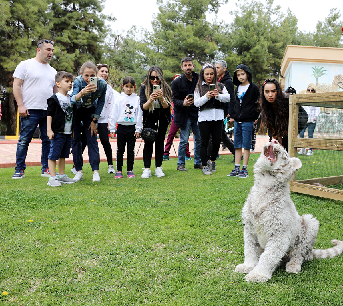 "Büyük bir heyecanla ailemizin yeni üyesiyle tanışmak için geldik. Ben de çok beğendim buz mavisi gözleriyle çok özel bir cins. Dünyada çok aza bulunan türlerden bir tanesi. Bu aile kaplanları, aslanlarıyla yaklaşık 700 çeşidi olan çok özel bir aile. Binlerce çocuğumuz aileleriyle burayı ziyarete geliyor. Böyle bir beyaz kaplanın burada olması buz mavisi gözleriyle ailemizi güçlendirdi. Herkesi bahçemizi ziyarete ve beyaz kaplanı görmeye davet ediyoruz."
