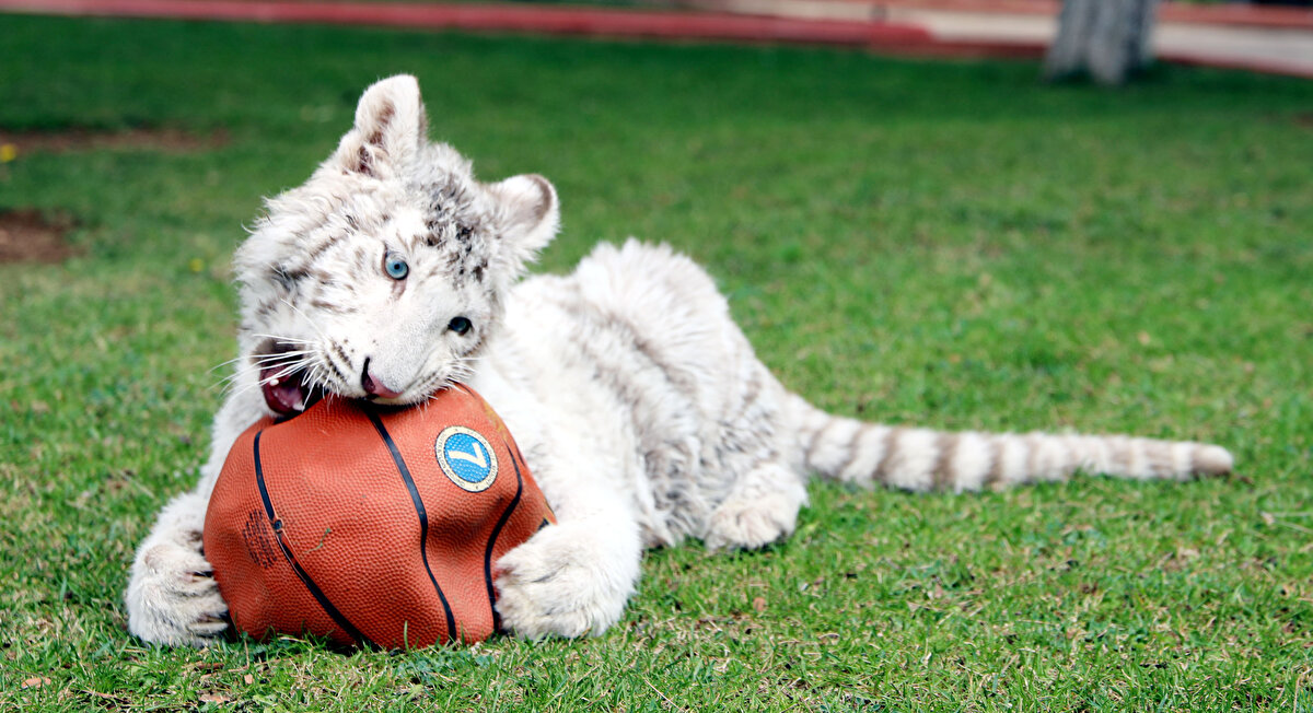 Öte yandan yavru kaplana, hayvanat bahçesini ziyaret eden vatandaşlar da ilgi göstererek bol bol fotoğraf çekti.