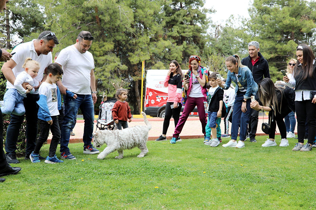 Doğal Hayatı Koruma ve Hayvanat Bahçesi Daire Başkanı Celal Özsöyler, yavru kaplana geldiği günden bu yana özenle bakıldığını ve sağlık kontrollerinin titizlikle yürütüldüğünü vurgulayarak, “Bütün kan tahlillerini yaptık, genel durumları iyi biraz zayıf düşmüş. Sabah akşam beslenmesine dikkat ediyoruz. Anne sütüne yakın olması için sütün içine bıldırcın yumurtası sarısını koyuyoruz, mama ile takviye ediyoruz. Gün geçtikçe ağırlığı artıyor genel durumu düzeliyor" diye konuştu.