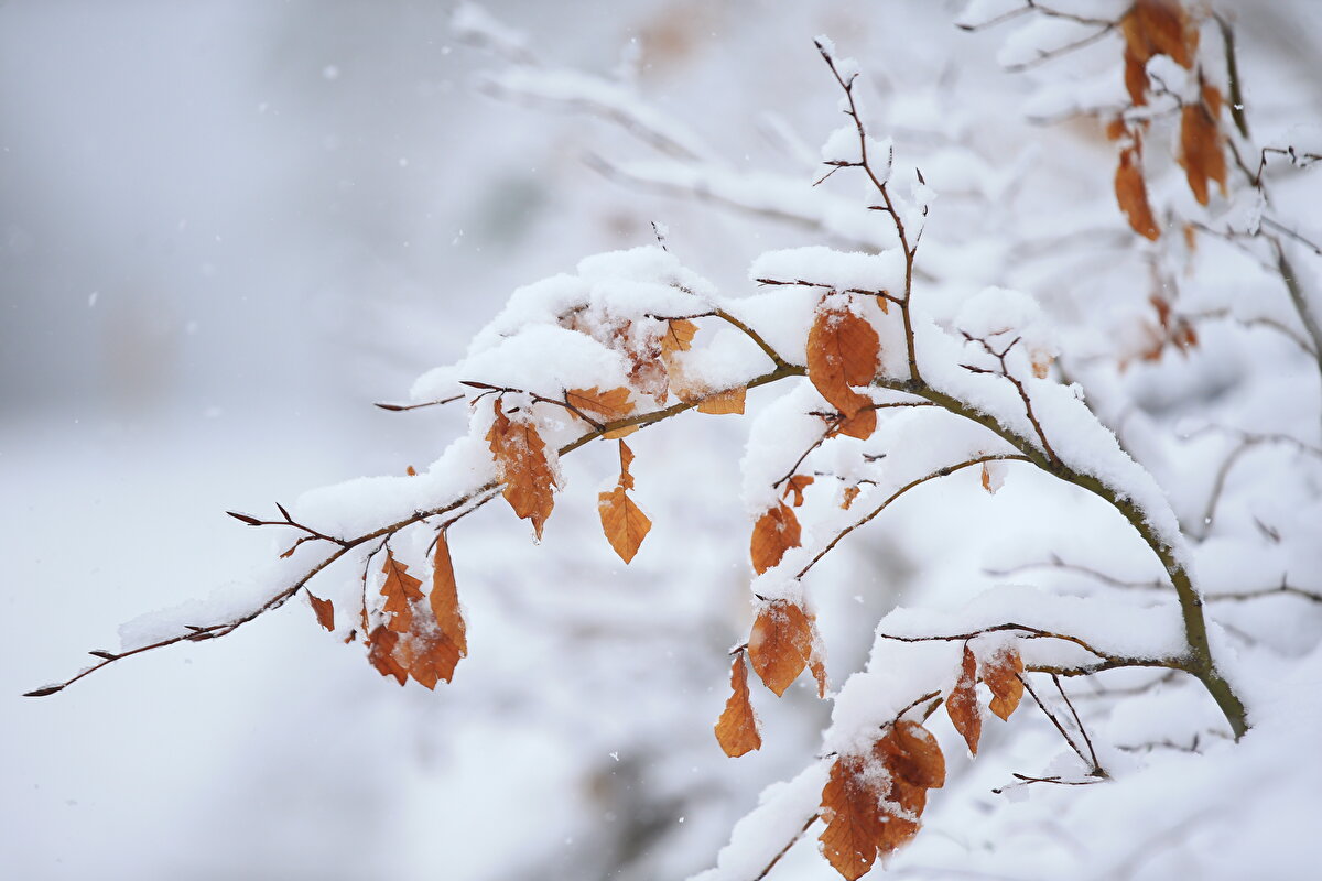 Dereköy Sınır Kapısı'nda zaman zaman etkili olan tipi ve sis nedeniyle ulaşımda aksamalar yaşanıyor.<br>
