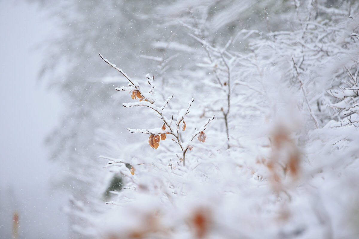Bölge geneli il merkezlerinde sağanak, yüksek kesimlerde ise kar yağışı etkili oluyor.<br>