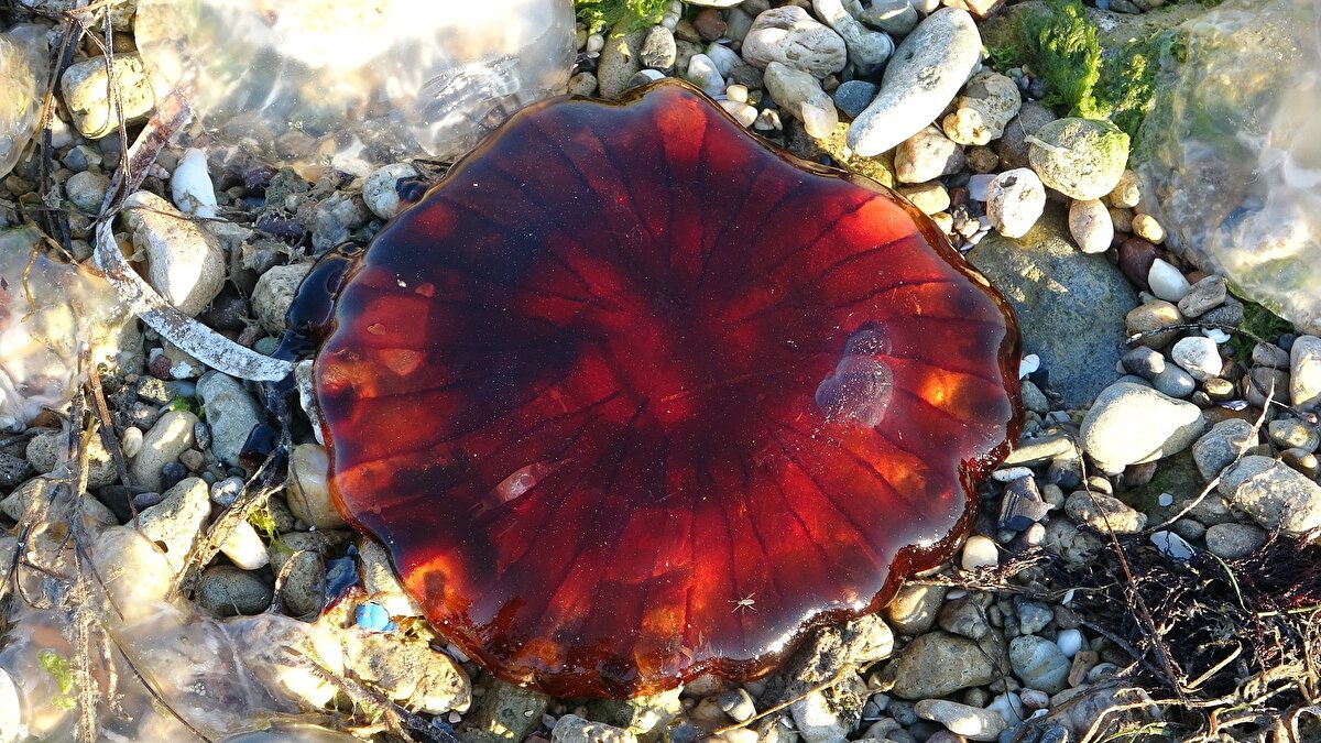 Yakında deniz sezonunun başlayacağını hatırlatan Prof. Dr. Türkoğlu, kritik uyarılarda bulundu: "Ne denizdeki canlı bireylere ne de kumsala taşınmış ölü bireylere dokunulmamalı. Çünkü bunların tentakülleri yapışkan kapsüllerle dolu. Temas edildiğinde bu kapsüller cilde yapışıyor ve bu kapsüllerin içindeki kimyasal madde ciltte kızarıklık, kaşıntı ve yanma benzeri etkenler oluşturuyor.<br><br>