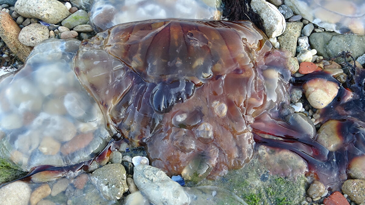 Bu tür aslında Akdeniz'de var, güneyde yaygın. Fakat Marmara ve Karadeniz'de görünmeyen bir türdü. Son zamanlarda iklim değişimi nedeniyle özellikle Marmara'da yüzey suyu sıcaklığı 2 santigrat derece fazlalaştı. Bu tür, burada üreme şansı buldu. Marmara Denizi'nin aşırı kirlenmesi de bu denizanaları için besin içeriğini arttırdı" dedi.<br><br>