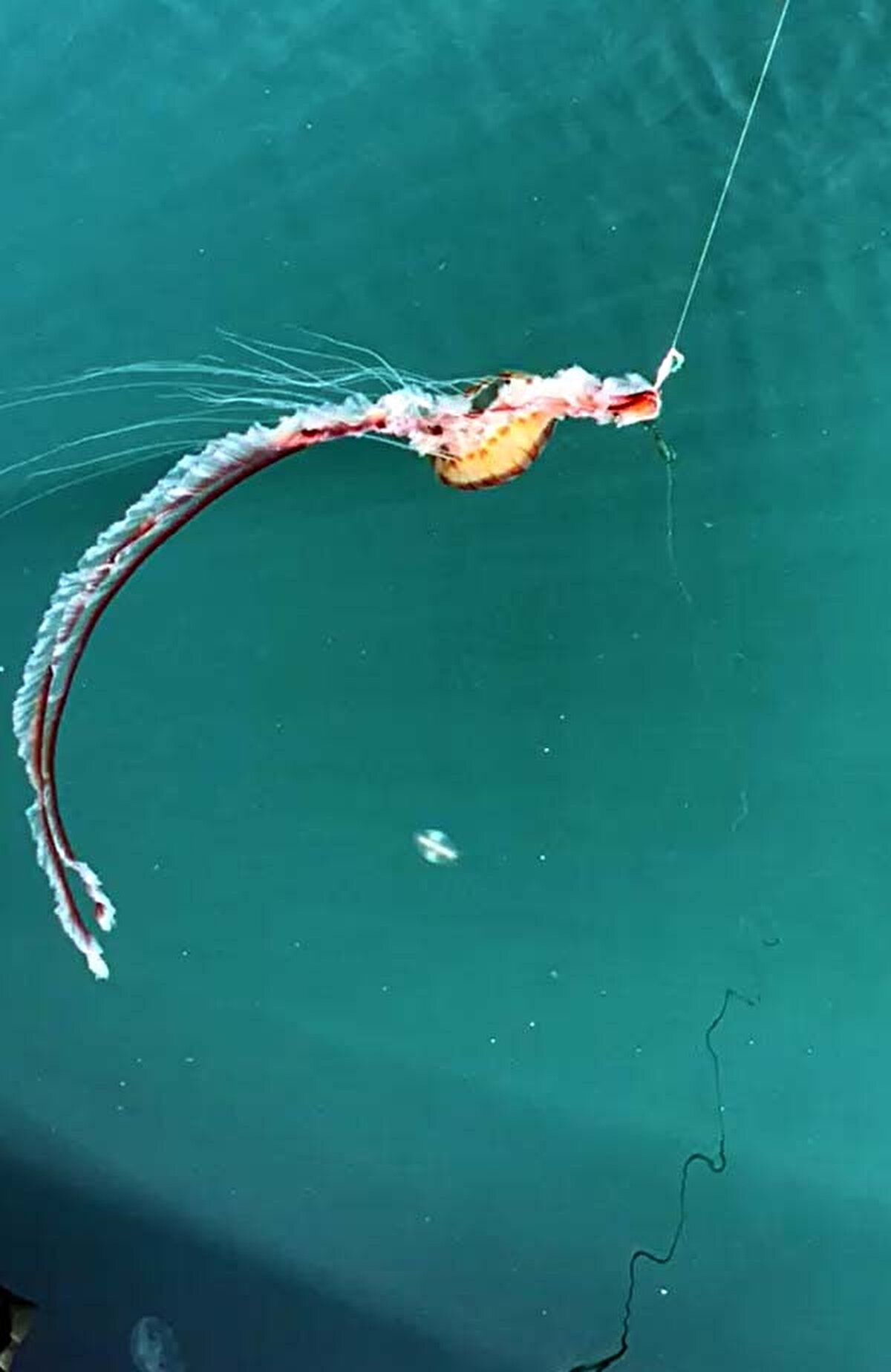 Doğal yaşam alanları Akdeniz ve Ege olan zehirli pusula denizanaları, yüzey suyu sıcaklığının 2 santigrat derece artması ve denizdeki kirlilik nedeniyle Marmara'da da görülmeye başlandı.<br><br>