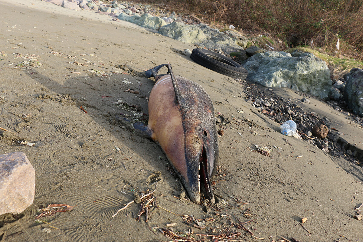 Son günlerde sıklıkla yunus ölümü yaşandığını dile getiren balıkçı Soner Karabacak da “Yunusların hamsinin azalmasında da ölmüş olabileceğini düşünüyoruz. 60 yaşındayım, önceden ölümlere bu kadar rastlanmadığını biliyorum” ifadelerini kullandı.