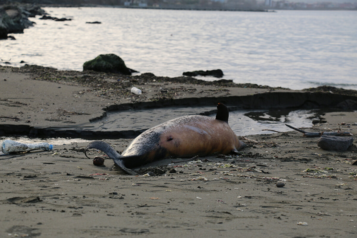 Sinop Üniversitesi Su Ürünleri Fakültesi Araştırma Görevlisi Uğur Özsandıkçı, yunus ölümlerine farklı durumların sebep olabildiğini belirterek, yunusların balık olmadığını ve nefes alabilmek için su üstüne çıkması gerektiğini söyledi. Özsandıkçı, “Eğer su altında balık ağı gibi bir engele takılırsa su üstüne çıkamayınca boğulup ölebilirler. Bu ölümlerde tek kaynak elbette ki balıkçılık değil. Genel sebeplere baktığımızda doğal ölüm, hastalık, gemi kazaları gibi durumlar olabiliyor. Ancak Sinop’ta incelediğimiz hayvanlara baktığımızda bunların balıkçı ağları etkileşimi sonucu öldüğünü belirledik. Bu mevsimlerde niye artıyor diye düşünürsek aslında ‘tırtak’ (yunus türü) ölümleri bu konuda bir soru işareti. ‘Tırtak’ türü yunuslar kış aylarında neden bu bölgelerde yoğunlaştılar, bunların cevabını bulmak için farklı araştırmalar yapmamız gerekecek” dedi.