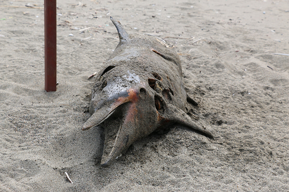 İki haftada 7 ölü yunusun sahile vurduğu Sürmene ilçesinde balıkçılık yapan Muzaffer Demircioğlu, gördükleri manzara karşısında morallerinin bozulduğunu söyleyerek, “Bu ölümlerin nedeni nedir, balıkçılar olarak merak ediyoruz. Bazı tahminlerimiz var ama araştırılmasını istiyoruz. Yunusların yemi olan küçük balıkların aşırı avlanmasından, hamsi ve çaçanın olmamasından kaynaklanıyor olabilir” dedi.