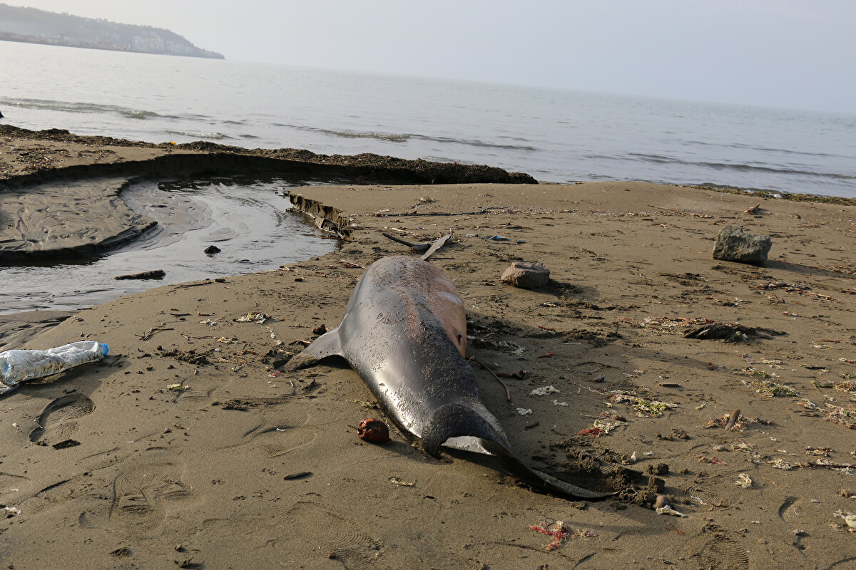 Bunların hepsinin balıkçı ağlarında öldüğünü söyleyemeyiz. Gerekli uzmanların katılımıyla bunların nekropsisinin yapılması gerekiyor. Sayı olarak bakıldığında son 3 aylık dönemde yüksek sayılı ölümler var. Burada bir ihtimal şu söylenebilir. Özellikle Ukrayna-Rusya savaşı denizde gürültü kirliliği yapıyor ve oradaki hayvanlar güneye doğru kaçıyorsa burada hayvan popülasyonunda artıştan dolayı buradaki balıkçılıkla etkileşime giriyor olabilirler. Ancak bunların hepsi üzerinde düşünülmesi gereken sorular” diye konuştu.