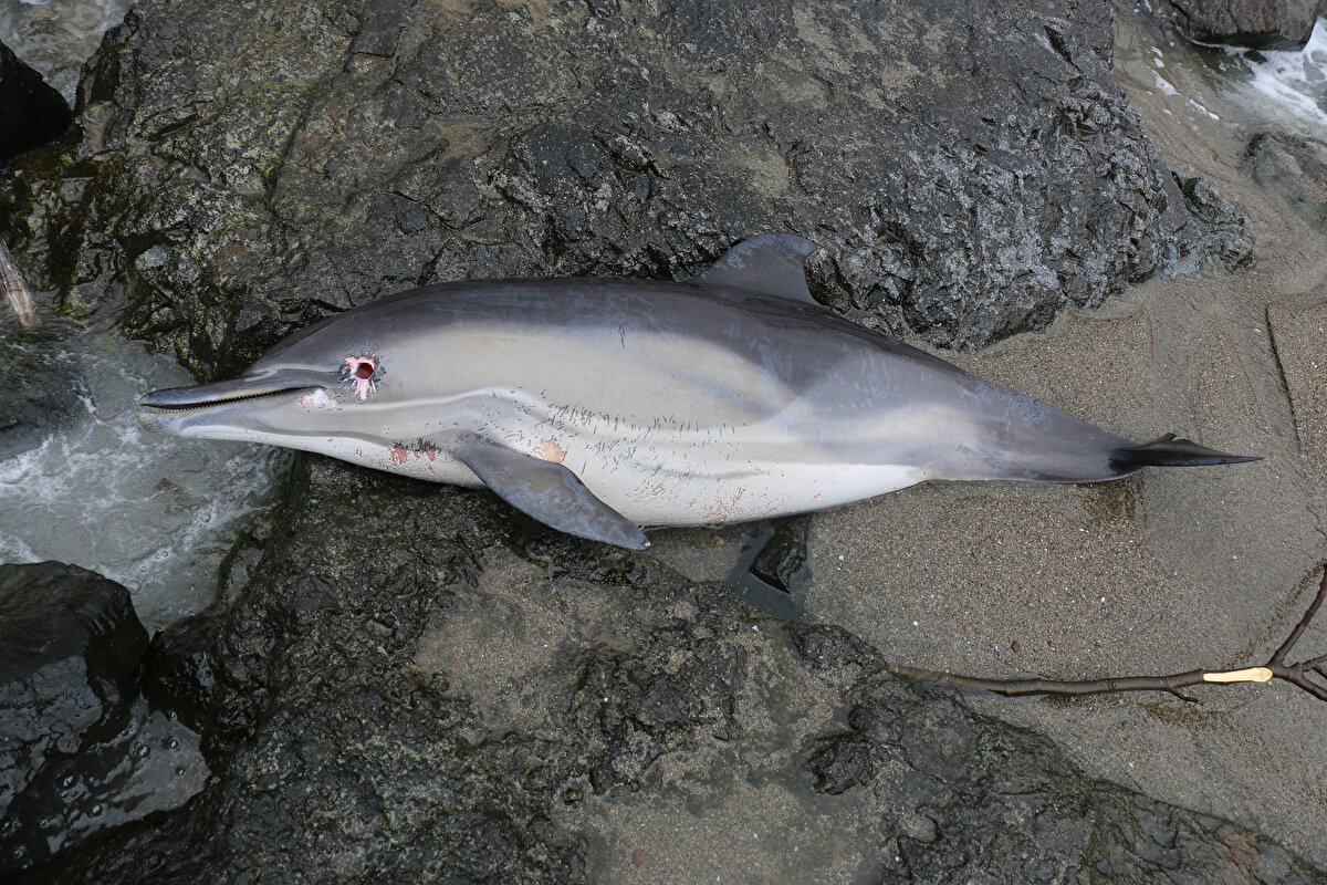 Karadeniz genelinde şubat ayından bu yana yaşanan yunus ölümlerinin geçmiş dönemlere göre fazla olduğunu aktaran Özsandıkçı, “Tırtaklar’ çok fazla sayıda bireyden oluşan gruplar halinde dolaşabiliyor. O grup bir ağ ile etkileşime girdiğinde çok sayıda hayvanın ölmesi mümkün. Geçtiğimiz günlerde Türk Deniz Araştırmaları Vakfı da bununla ilgili bir rapor yayınladı. Şubat ayından beri neredeyse 90’a yakın yunusun öldüğü bildirildi. Sayı olarak geçmiş dönemlere baktığımızda yüksek ancak hepsinin ölüm sebebini bilemiyoruz.