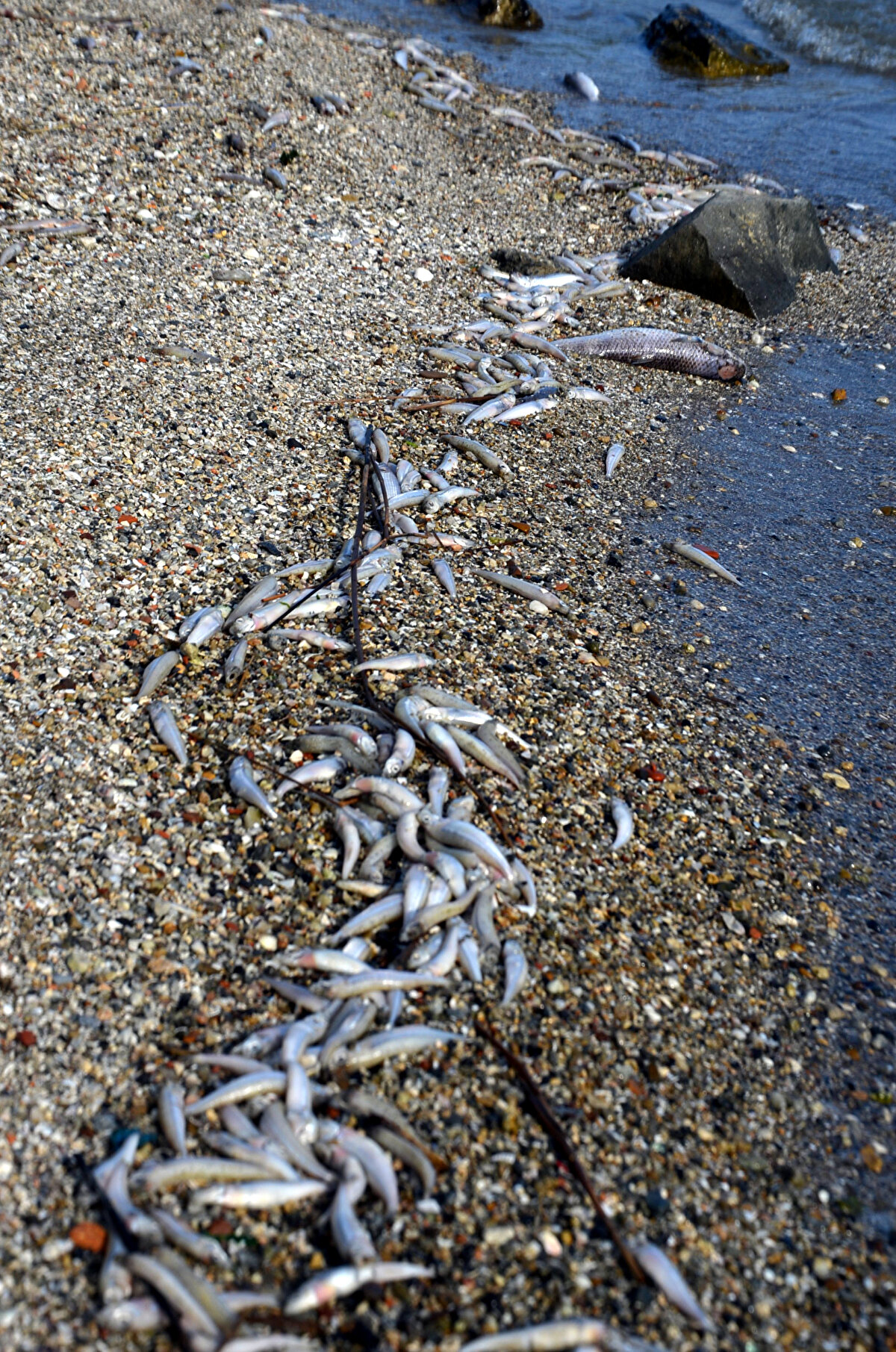 Proje ile Küçükçekmece'de çeşitli noktalardan göl suyu ve çamurunu alarak bu probiyotiklerin arasındaki etkileşimin izlenmesi, 15 günlük gözlemler ardından modellemenin genişletilmesi hedeflendi.<br><br>İkinci aşamada Küçükçekmece Gölü'nü besleyen derelerden su girişi olan noktaların yanı sıra gölün deniz ile birleştiği noktalardan dip çamurları ve su örnekleri alıp bu probiyotik ve etkin mikroorganizmaların etkileşim ve sonuçları değerlendirilecek.<br><br>Sonuçlara göre yapılacak çalışmanın kapsamı belirlenecek.<br><br>