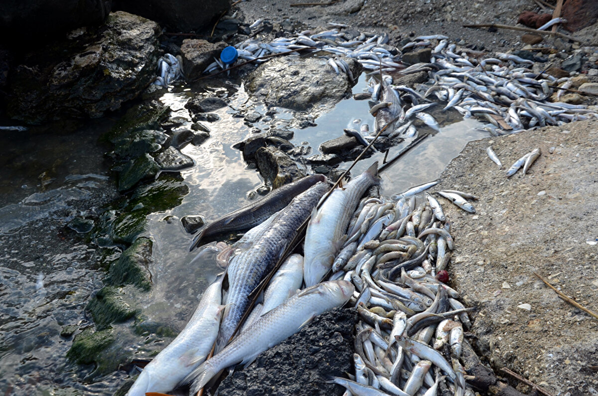 İstanbul'da Avcılar Belediyesi Çevre Koruma Müdürlüğü ile Kent Kültür Kalkınma Derneği tarafından Küçükçekmece Gölü için hazırlanan proje ve laboratuvar kamuoyuna tanıtıldı.<br><br>