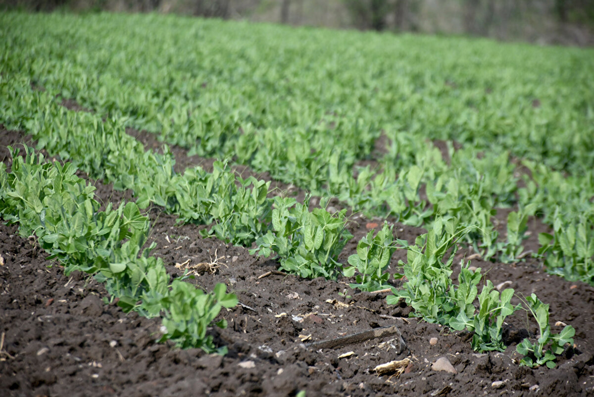 Yağışların yer altı için de faydalı olduğunu dile getiren üretici Recep Güzelbayram da "Çiftçiler memnun oldu. Kuyularda sular bugün için iyiydi. Üretime de yansır. Hasat kurak giderse olmaz; yağmura, suya ihtiyacı var. Bu yağmur iyi geldi, tam zamanında yağdı" diye konuştu.<br><br>