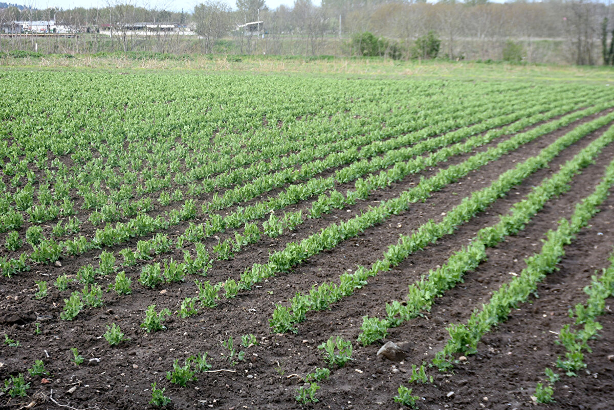 Memleketimiz için, bilhassa Edirne için çok faydalı oldu. Çünkü kurak geçiyordu. Yağmurların yağması, bizim için büyük bir nimet. Karaağaç'ta 5 bin dönüm ekili alan var; ayçiçeği, mısır ekiyorlar. Yalnız Karaağaç meselesi de değil bütün Trakya'ya bereket yağdı. Bu da mahsule büyük bir avantajdır" dedi.<br><br>