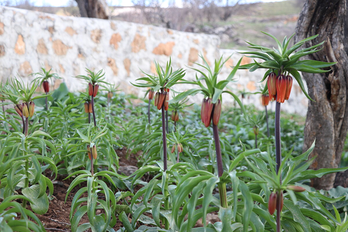 Kentin yüksek dağlarında açan çiçeğin ilkbahar aylarıyla dağları renklendirdiği belirtilen açıklamada, bu çiçeğin yaklaşık 20 gün yaşadığı aktarıldı.<br><br>