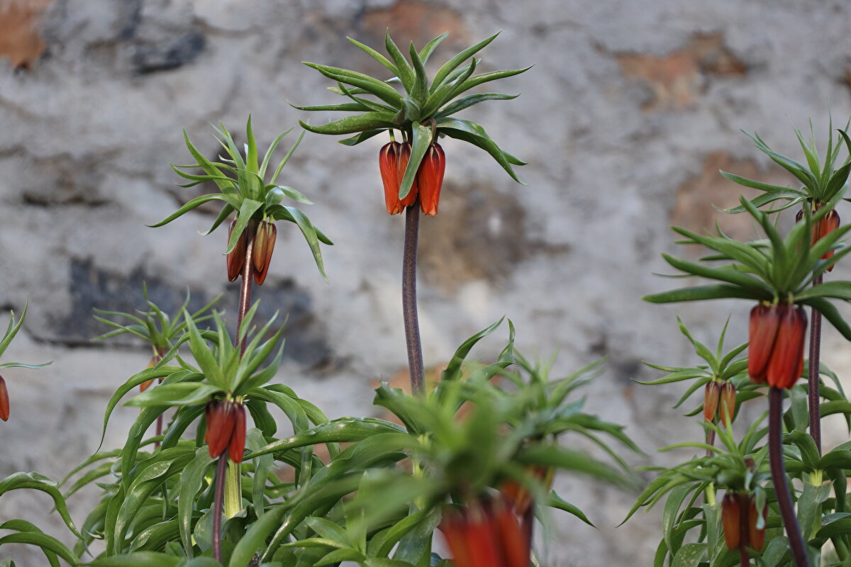 Ters lalenin koparılmasının yasak olduğu ifade edilen açıklamada, bu laleyi koparanlara biyolojik çeşitliliği tahrip etme suçundan 109 bin 593 lira ceza uygulanacağı kaydedildi.<br><br>