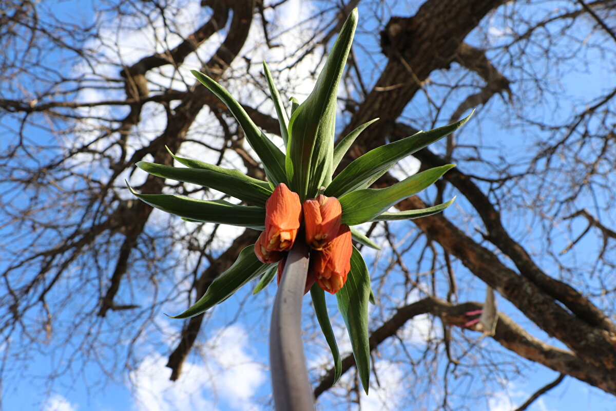 Doğa Koruma ve Milli Parklar Siirt Şube Müdürlüğünden yapılan açıklamada, ekiplerin ters lalenin korunmasına yönelik çalışmalarının sürdüğü bildirildi.<br><br>