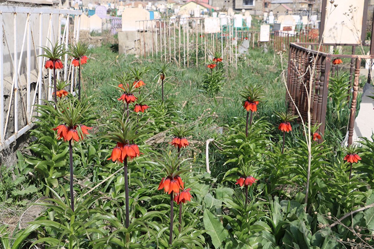 Orman Mahallesi’ndeki mezarlıkta boy veren ters laleleri görmek için gelenler bol bol fotoğraf çekti.<br><br>