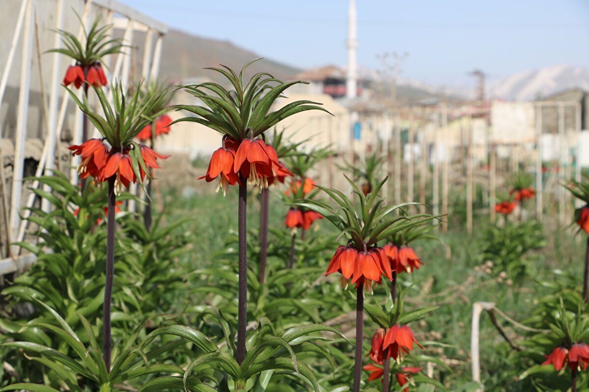 Hakkari ve Van'da yetişen ters laleler, Yüksekova'da havaların ısınmasıyla birlikte çiçek açtı.<br><br>