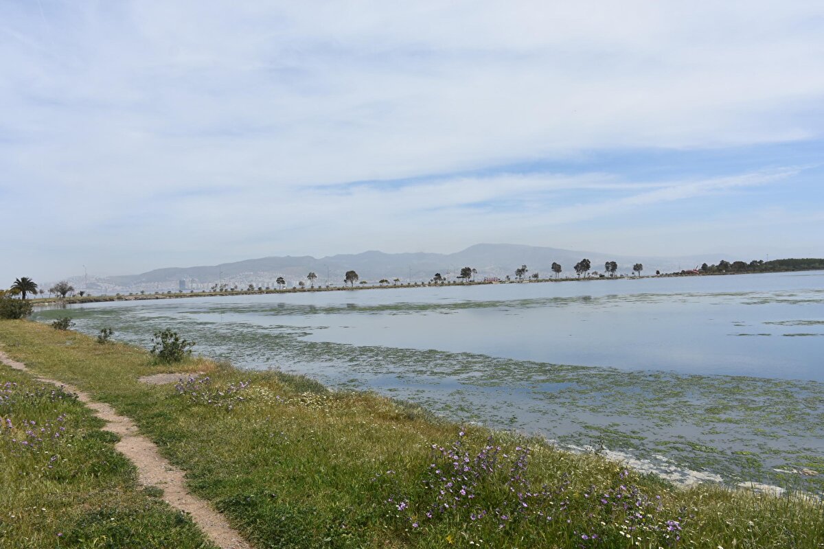 Denizlerin kirlilik bakımından doygunluğa ulaştığını gösteren ve suyun yüzeyini tamamen kaplayan marullar, kış mevsiminin gelmesi ve havaların soğumasının etkisiyle yok oldu. Bu yıl ise nisan ayının bu son günlerinde kentte havalar ısınınca, kirliliğin de etkisiyle Çakalburnu Lagünü'nde deniz marulu tekrar ortaya çıktı.