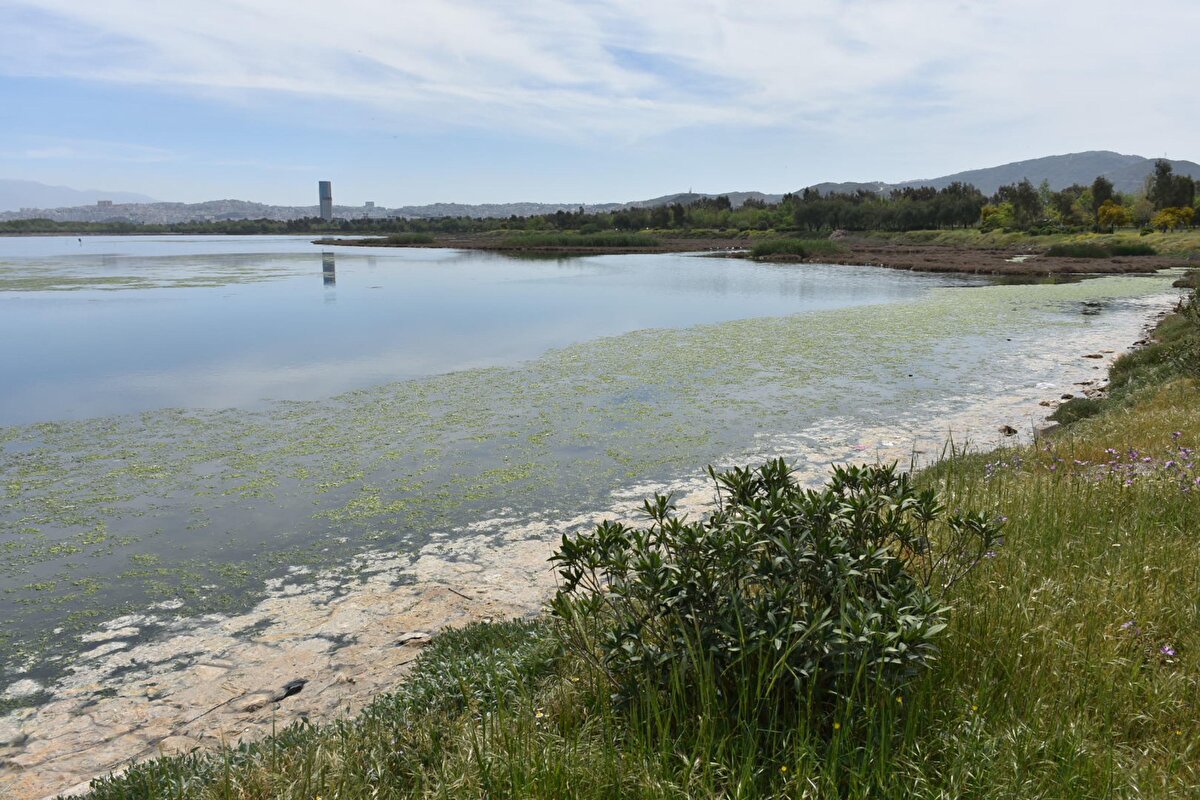 Denizlere gereken önemin verilmediğini ifade eden Prof. Dr. Doğan Yaşar, "Bu denizin rahatsızlığını gösteriyor. Artık kronikleşti. Denize çok fazla nutrient (besleyici element) geliyor. İzmir Körfezi sadece Türkiye'nin değil Avrupa'nın da önemli arıtma tesislerine sahip. Buna rağmen çok ciddi oranda arıtılmadan denize bırakılan su var. Deniz marulu geçen yıl mayıs ayında oldu. Sonra ekim ayında tekrarladı. Şimdi yine ortaya çıktı. Çünkü denizlerimize gereken önemi vermiyoruz. Denizlerimizi hala fosseptik olarak kullanmaya devam ediyoruz. Böyle devam ettikçe daha çok deniz marulu veya müsilaj göreceğiz" ifadelerini kullandı.