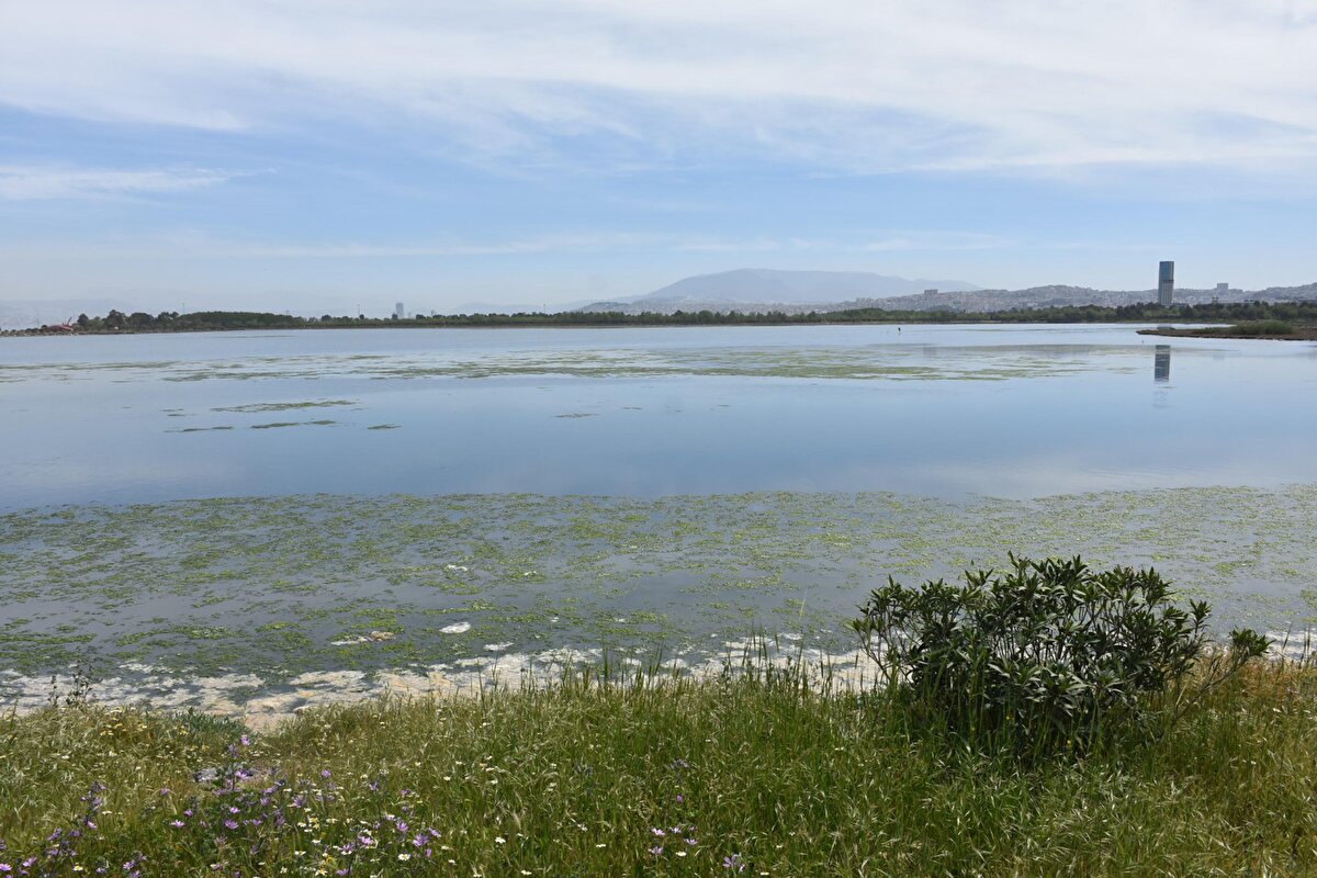 Önümüzdeki günlerde deniz marulunun yayılımının artacağını kaydeden Prof. Dr. Doğan Yaşar, "Sıcaklık arttıkça deniz marulu artacaktır. Biz bir Halil İbrahim Sofrası, kurduk. İzmir arıtma konusunda çok avantajlı bir kent olmasına rağmen bunu yaşıyoruz.