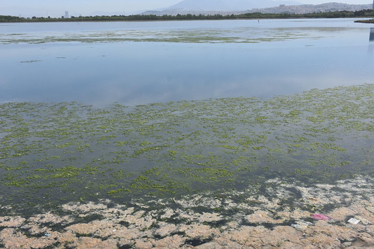 İzmir Dokuz Eylül Üniversitesi Deniz Bilimleri ve Teknolojisi Enstitüsü Öğretim Üyesi Prof. Dr. Doğan Yaşar, önümüzdeki günlerde deniz marulunun daha çok artmasının beklendiğini vurguladı.