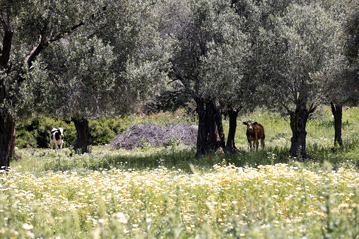 Rengarenk tarlalar, bölgeye gelen yerli ve yabancı turistlerden ilgi gördü.<br><br>