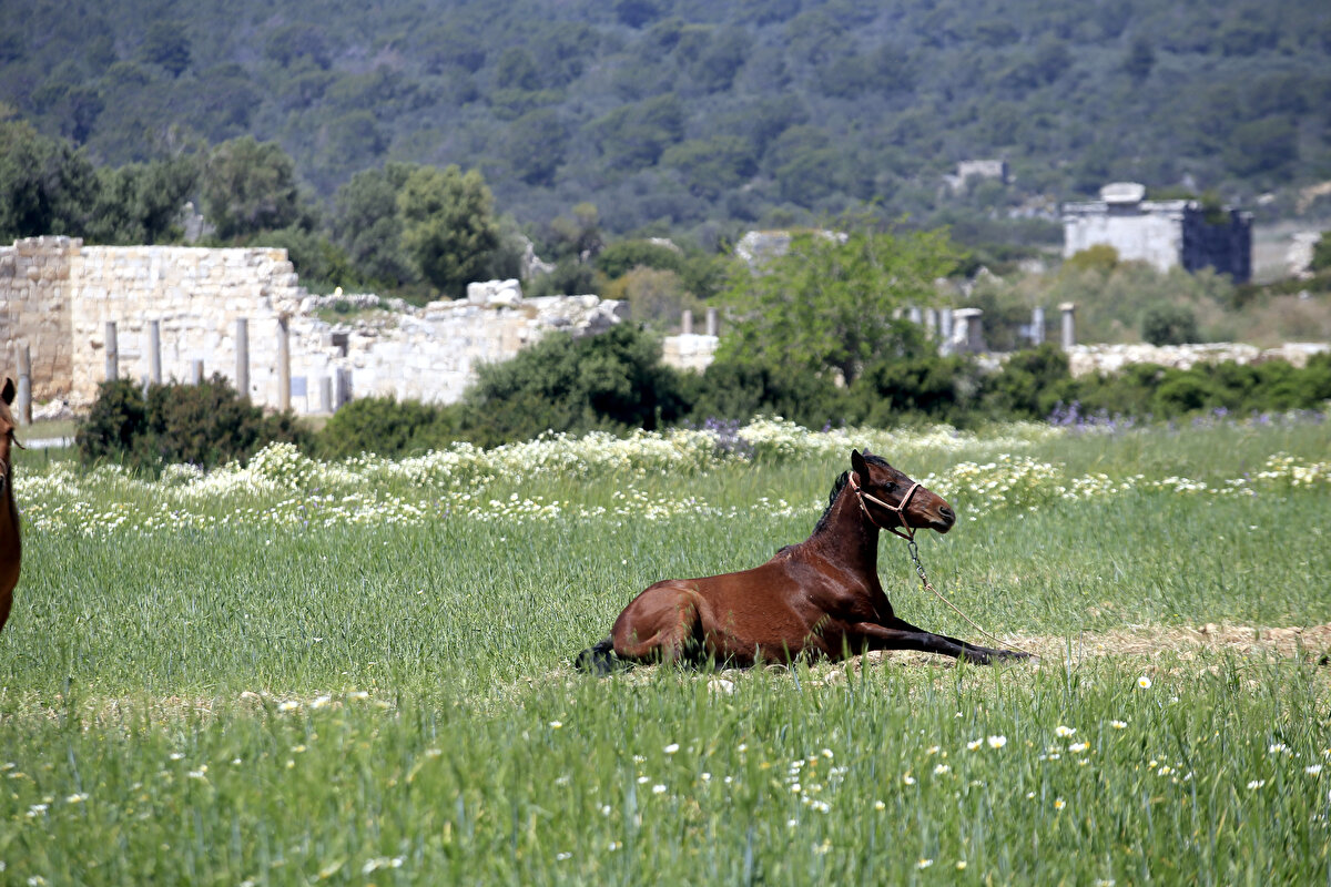 Tarlalara giren turistler, otlanmaları için bırakılan at ve ineklerin fotoğrafını çekti.<br><br>