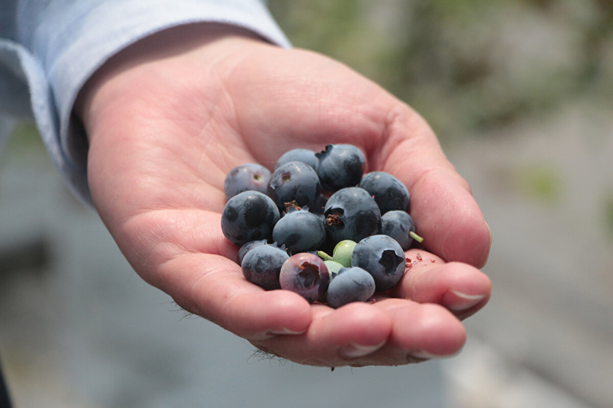 Yaban mersininin ortalama 2 yılda verimli hale geldiğini ve dönümde yaklaşık 1 ton ürün elde edildiğini aktaran İncefikir, "Üreticilerin artık bu tip ürünlere kaymasının önemli olduğuna inanıyoruz. Ovada klasik olan ürünlerin dışına çıkmalarını öneriyoruz. Ürünlerde ne kadar çok alternatif olursa o kadar çok satış olacaktır.