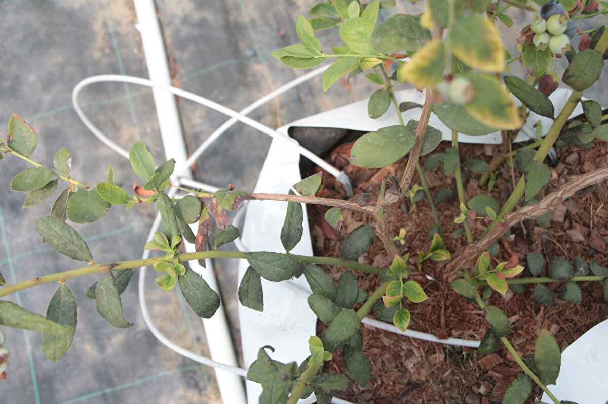 Marketlerde artık yavaş yavaş bu ürünler yer alıyor. Oldukça güzel lezzeti, vücuda da faydaları var. İhracata da gidiyor ama ülkemiz daha çok ithal ediyor.