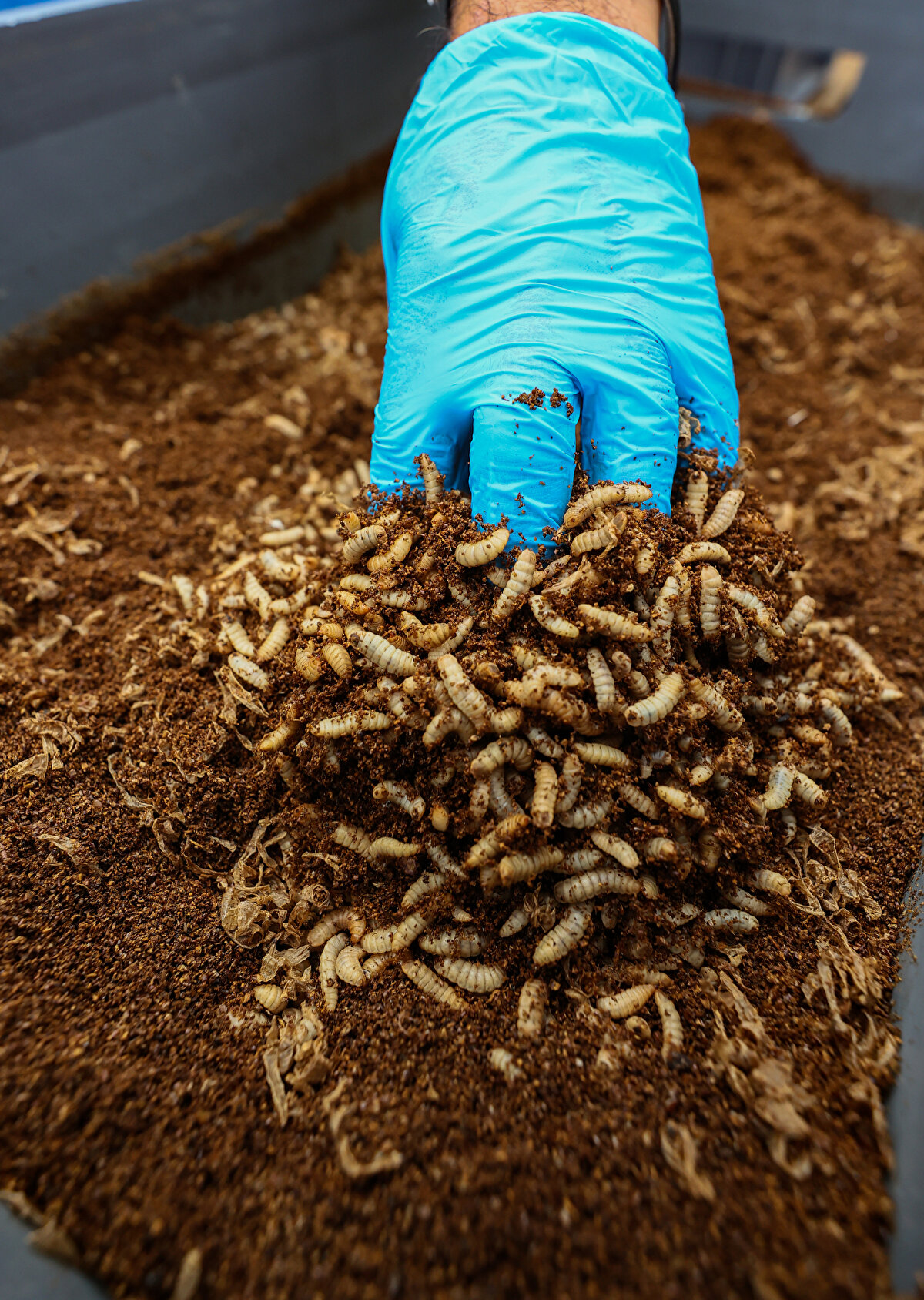 Çalıkoğlu, Azerbaycan'ın yanı sıra Fransa ve Avrupa'nın diğer ülkelerinden şirketlerin BSF yağına büyük ilgi gösterdiğini söyleyerek, "Bu ürünün birkaç faydası var. İlki ülkemizde üretilmesi, ithal etmek zorunda kalmamamız. İkincisi çevreye yararı, atıkları yok ediyor olmamız. Üçüncüsü de ülkemiz içinde kolaylıkla ulaştırabilmemiz" dedi.<br><br>