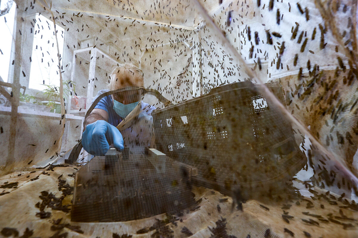 Kozmetik sanayide kullanılan laurik asit için Hindistan cevizi ile palm yağlarından faydalanıldığını ve bunun da çevreye büyük zarar verdiğini söyleyen Çalıkoğlu, "Bizim yağımız da palm yağı ve Hindistan cevizi yağına eş değer oranda laurik asit içeren çok kıymetli bir yağ. Testlerin sonuçlarında yağın çok kaliteli iyi bir yağ olduğu ortaya çıktı ve literatür verileri de zaten bunu destekliyor. Anne sütünde özellikle yoğun olarak bulunan laurik asit bizim yağımızda da mevcut. Hem palmitik asit hem linoleik asit de var. Antibakteriyel özelliği, temizleyici özelliği aynı zamanda nemlendirici özelliği olan bir ürün. O yüzden yara iyileşmesinde de başarılı olacağını düşünüyoruz. Bu amaçla çeşitli hayvan deneyleri de planladık üniversitemizde. Yağ içeriğinin yüksek olması hem de yoğun protein içermesi antiaging ürünü olarak kullanılmasını da gündeme getirecek bir dönem sonra" açıklamasında bulundu.<br><br>