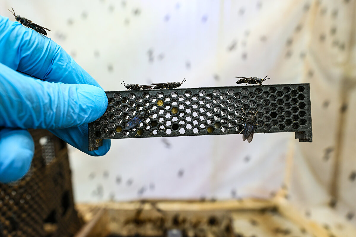 Çalıkoğlu, BSF yağı eş değeri yağların dünyada litresi 400-500 avrodan alıcı bulduğunu, BSF yağından elde edilen ürüne ise başlangıç için 75 avro (1.185 TL) ücret belirlediklerini söyledi.<br><br>