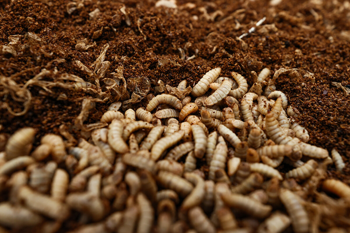 Protein içeriği yüksek BSF larvasının tavuk ve balık yemi olarak da kullanılabildiğini ifade eden Çalıkoğlu, <br><br>"Hem yağ hem protein içeriğinin yüksek olması kurutulduğunda kullanmamızı sağlıyor. Biliyorsunuz şu anda dünyada hem yem krizi var hem gübre krizi var. Hem yem hem gübre çok pahalı. Aslında bizim üreticilerimiz, özellikle küçük işetmeler bu larvayı yetiştirebilirlerse yem olarak da gübre olarak da kullanabilirler" dedi.<br><br>