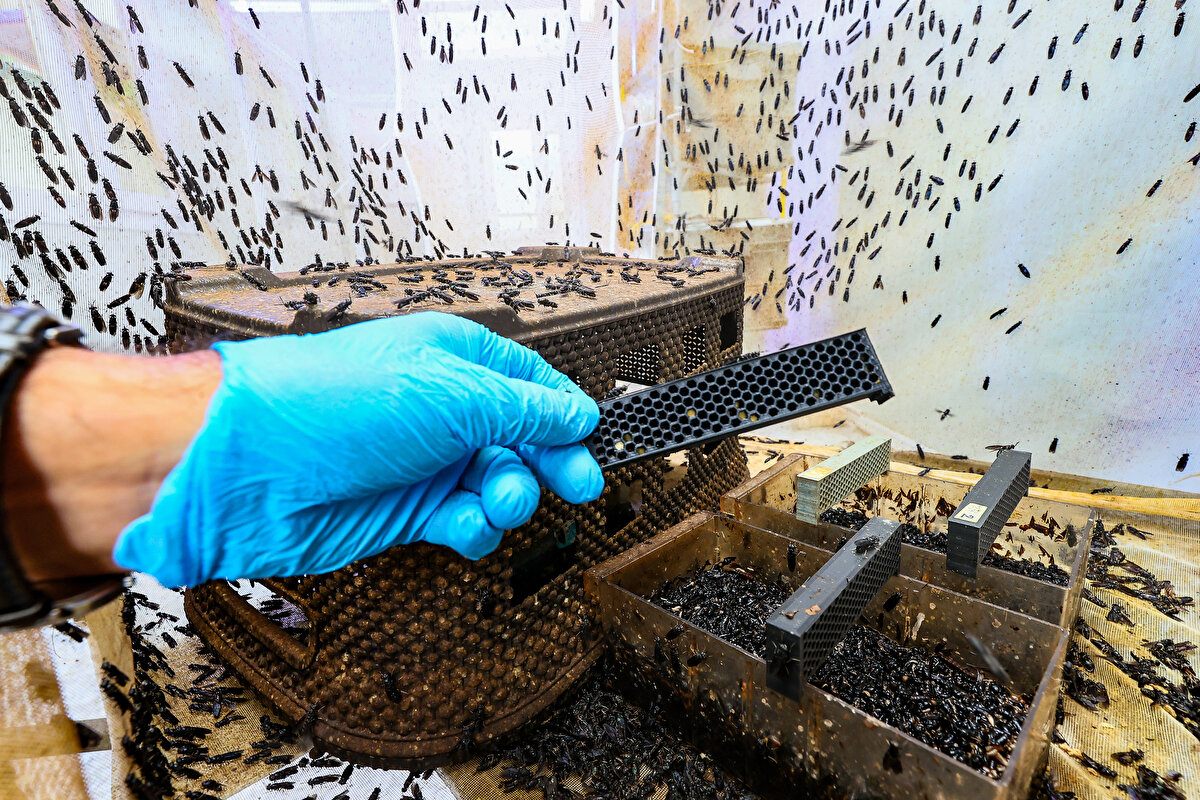 Larvalar için yaşam koşullarını küçük bir tesiste oluşturduklarını ifade eden Çalıkoğlu, "Sinekler için uygun iklim koşullarını yaratarak çiftleşmelerini sağladık. Elde edilen yumurtaları topluyoruz, larva haline getiriyoruz. Bu larvaları besliyoruz. Burada önemli olan larvaları neyle beslediğimiz. Larvaları biz organik atıklarla, yani meyve, sebze, gıda çöplerimizle daha çatala gelmeden çöpe dönüşen gıdalarla besliyoruz. Böylece aslında atık yönetimi de yapmış oluyoruz. Bizim larvalarımız atıkları yiyorlar, kaliteli yeme, kaliteli gübreye ve kaliteli bir yağa dönüşüyorlar" ifadelerini kullandı.