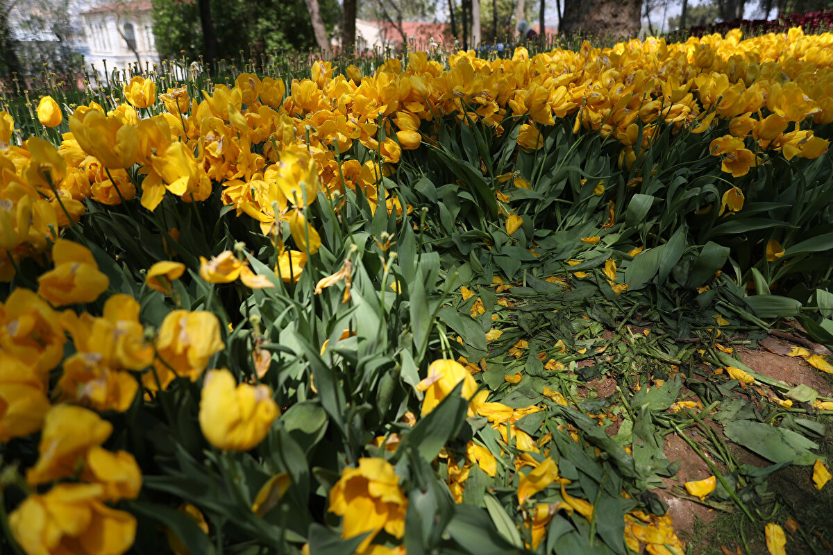 İBB tarafından düzenlenen "İstanbul Lale Bayramı" kapsamında kentin bir çok noktasına milyonlarca lale dikilmişti.<br><br>